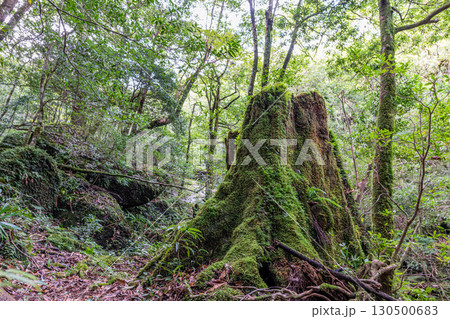 屋久島白谷雲水峡　大きな屋久杉切り株(秋 130500683