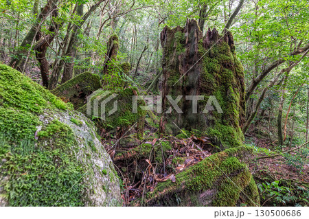 屋久島白谷雲水峡　苔が日本一きれいな森(秋 130500686