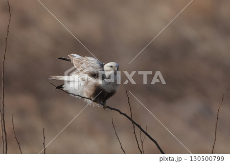 枯れ木に止まったケアシノスリの幼鳥 枯れ木に止まったケアシノスリの幼鳥 130500799