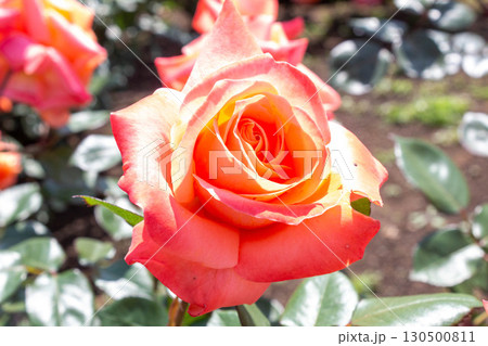 バラ（マジョレット） 130500811