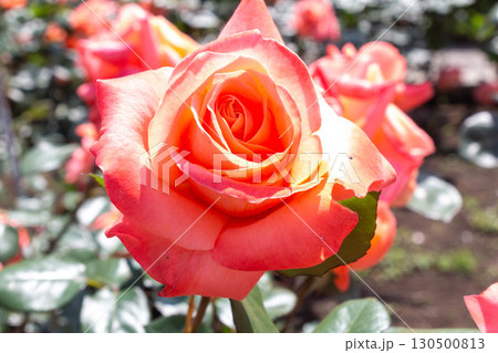 バラ（マジョレット） 130500813