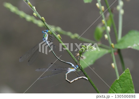 アオモンイトトンボ(交尾中) アオモンイトトンボ(交尾中) 130500898