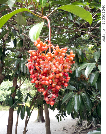 サンゴジュ 珊瑚樹 サンゴジュ 珊瑚樹 130501040