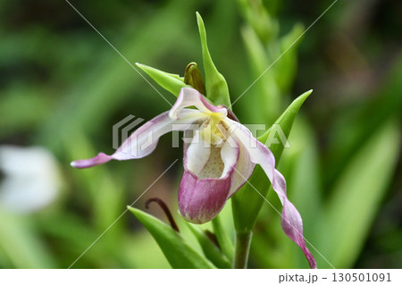 フラグミペディウム　Phragmipedium 130501091
