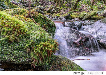 屋久島国立公園　神が宿る谷(秋 130501101