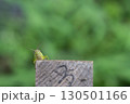 公園の中にある小さな水田の近くに止まっている正面から見たイナゴ 130501166