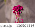 庭先に咲いた可憐なケイトウの花 130501316