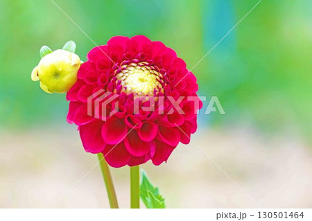 家の周りの草花　四季の色々　秋風にそよぐ大輪の花がダリア園の花畑を彩どっています 130501464