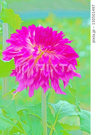 家の周りの草花　四季の色々　秋風にそよぐ大輪の花がダリア園の花畑を彩どっています 130501497