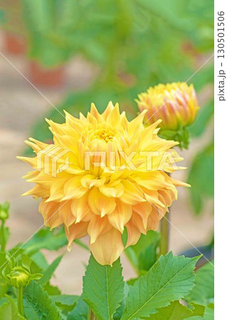 家の周りの草花 四季の色々 秋風にそよぐ大輪の花がダリア園の花畑を彩どっています 家の周りの草花 四季の色々 秋風にそよぐ大輪の花がダリア園の花畑を彩どっています 130501506