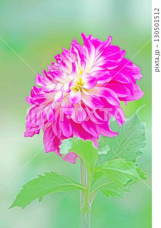 家の周りの草花　四季の色々　秋風にそよぐ大輪の花がダリア園の花畑を彩どっています 130501512