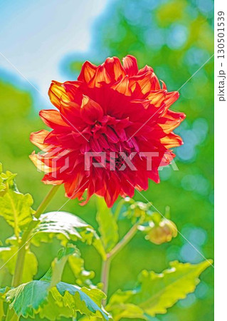 家の周りの草花 四季の色々 秋風にそよぐ大輪の花がダリア園の花畑を彩どっています 家の周りの草花 四季の色々 秋風にそよぐ大輪の花がダリア園の花畑を彩どっています 130501539