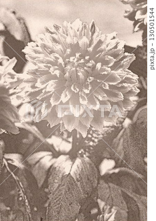 家の周りの草花　四季の色々　秋風にそよぐ大輪の花がダリア園の花畑を彩どっています 130501544