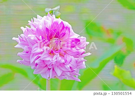 家の周りの草花　四季の色々　秋風にそよぐ大輪の花がダリア園の花畑を彩どっています 130501554