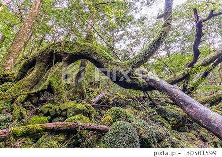 屋久島国立公園 静寂の森(冬 屋久島国立公園 静寂の森(冬 130501599