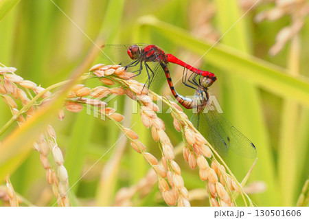 稲穂に止まる交尾中のナツアカネ 130501606