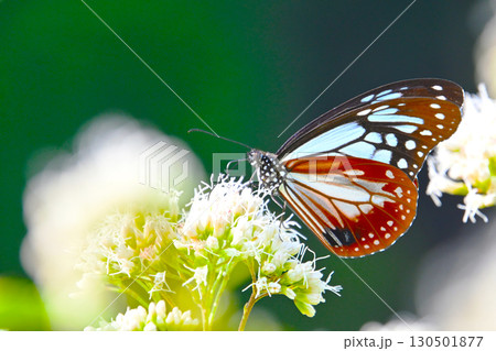旅する蝶 アサギマダラ 130501877