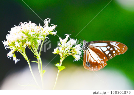 旅する蝶 アサギマダラ 130501879