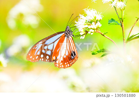 旅する蝶 アサギマダラ 旅する蝶 アサギマダラ 130501880