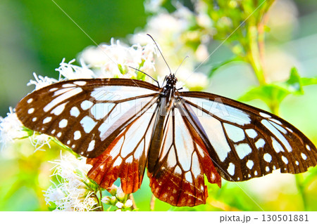 旅する蝶 アサギマダラ 130501881