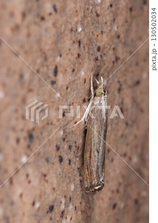 生き物　昆虫　シバツトガ、芝生の害虫。一九六四年にアメリカから芝について侵入したそうです 130502034