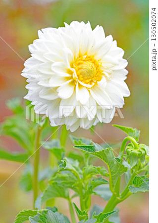家の周りの草花 四季の色々 秋風にそよぐ大輪の花がダリア園の花畑を彩どっています 家の周りの草花 四季の色々 秋風にそよぐ大輪の花がダリア園の花畑を彩どっています 130502074