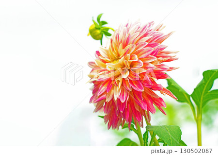 家の周りの草花　四季の色々　秋風にそよぐ大輪の花がダリア園の花畑を彩どっています 130502087