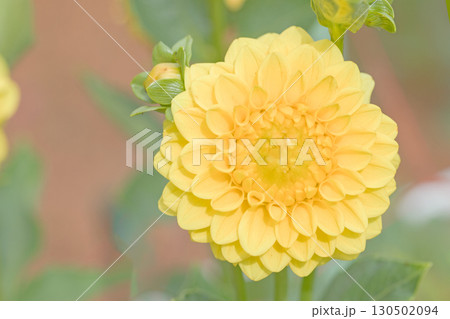 家の周りの草花 四季の色々 秋風にそよぐ大輪の花がダリア園の花畑を彩どっています 家の周りの草花 四季の色々 秋風にそよぐ大輪の花がダリア園の花畑を彩どっています 130502094