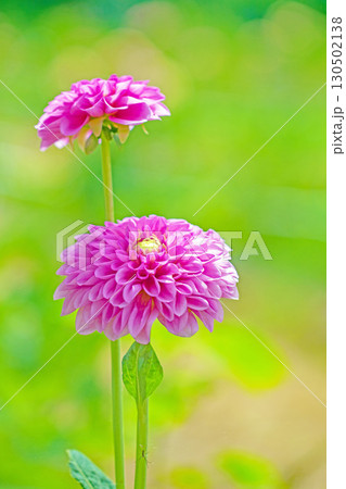 家の周りの草花　四季の色々　秋風にそよぐ大輪の花がダリア園の花畑を彩どっています 130502138