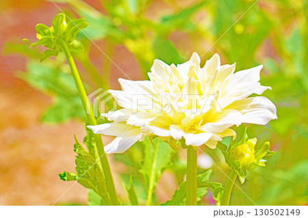 家の周りの草花 四季の色々 秋風にそよぐ大輪の花がダリア園の花畑を彩どっています 家の周りの草花 四季の色々 秋風にそよぐ大輪の花がダリア園の花畑を彩どっています 130502149