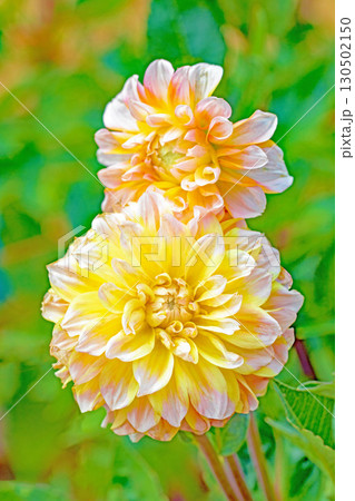 家の周りの草花 四季の色々 秋風にそよぐ大輪の花がダリア園の花畑を彩どっています 家の周りの草花 四季の色々 秋風にそよぐ大輪の花がダリア園の花畑を彩どっています 130502150