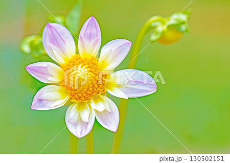 家の周りの草花　四季の色々　秋風にそよぐ大輪の花がダリア園の花畑を彩どっています 130502151