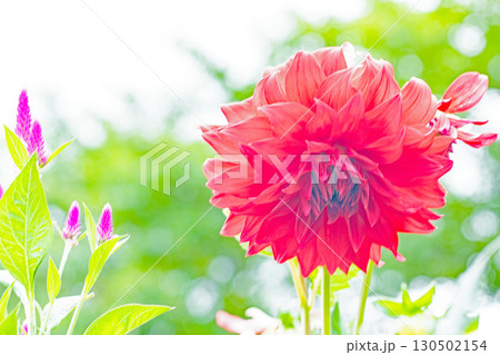 家の周りの草花　四季の色々　秋風にそよぐ大輪の花がダリア園の花畑を彩どっています 130502154