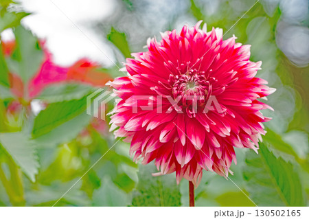 家の周りの草花 四季の色々 秋風にそよぐ大輪の花がダリア園の花畑を彩どっています 家の周りの草花 四季の色々 秋風にそよぐ大輪の花がダリア園の花畑を彩どっています 130502165