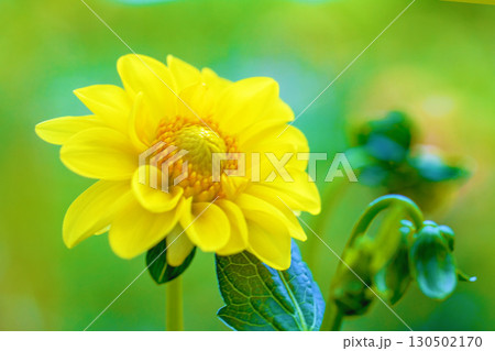 家の周りの草花　四季の色々　秋風にそよぐ大輪の花がダリア園の花畑を彩どっています 130502170
