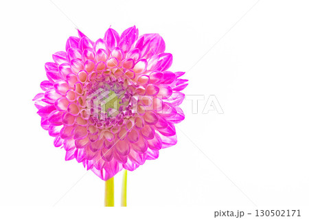 家の周りの草花 四季の色々 秋風にそよぐ大輪の花がダリア園の花畑を彩どっています 家の周りの草花 四季の色々 秋風にそよぐ大輪の花がダリア園の花畑を彩どっています 130502171