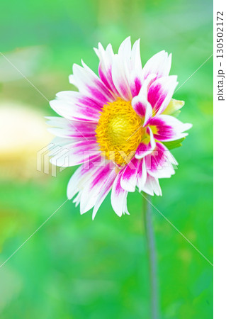 家の周りの草花　四季の色々　秋風にそよぐ大輪の花がダリア園の花畑を彩どっています 130502172