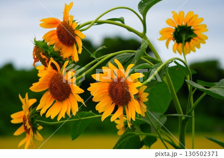 夏の終わりに咲くひまわり 130502371