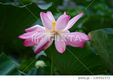 称名寺に咲く蓮の花 称名寺に咲く蓮の花 130502372