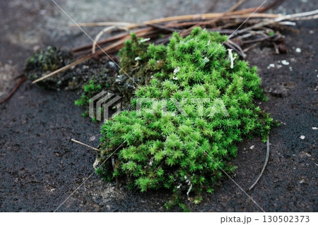 称名寺の岩に広がる緑のコケ 130502373