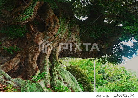 称名寺の大きなシイの木 称名寺の大きなシイの木 130502374