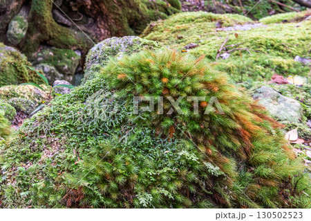 屋久島国立公園 環境エコのイメージ画像(冬 屋久島国立公園 環境エコのイメージ画像(冬 130502523