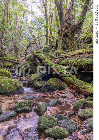 屋久島国立公園 日本一苔がきれいな谷(冬 屋久島国立公園 日本一苔がきれいな谷(冬 130502851