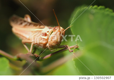 ツチイチゴ 130502907