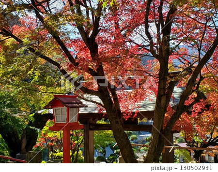 篠栗　源光山　明石寺の紅葉 130502931