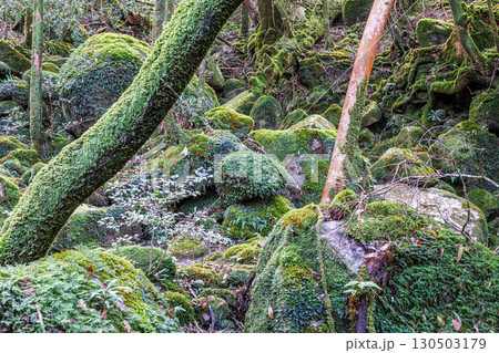 静寂の森　屋久島国立公園(冬 130503179