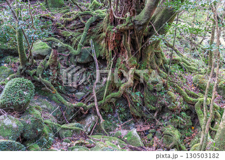 静寂の森　屋久島国立公園(冬 130503182