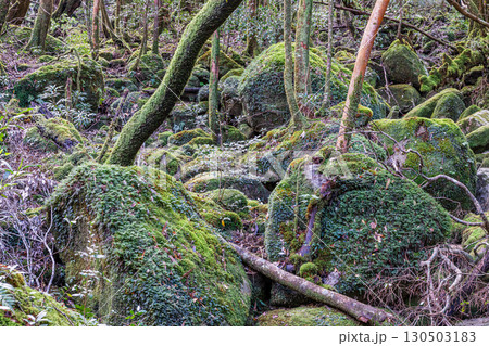 苔むす森　屋久島国立公園(冬 130503183