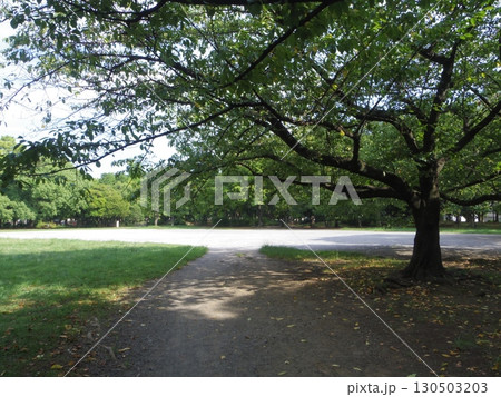 緑あふれる公園 130503203