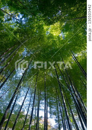 鎌倉の竹林 — 空へと伸びる静寂の緑 130503442